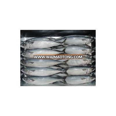 Frozen Pacific Mackerel Fish