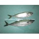 Big Size Frozen Fish Frozen Mackerel (Scomber japonicus)