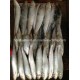 Fresh W/R Frozen Sardine Fish for Bait