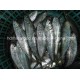 Frozen Sardine Fish