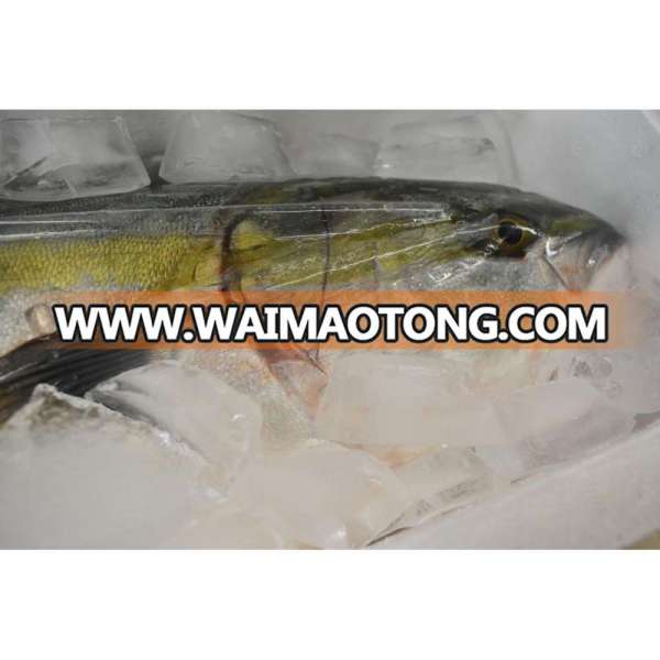 Highest-quality Fatty Frozen Yellowtail Fish Produced in Kagoshima Prefecture