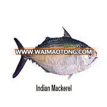 fresh Indian Mackerel best quality ,frozen indian mackerel fish